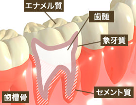 歯の組織図